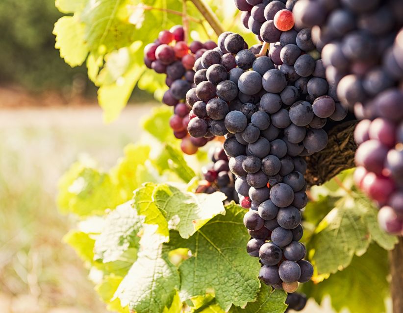 How Black Grapes Benefits Can Transform Your Health: 9 Science-Backed Reasons