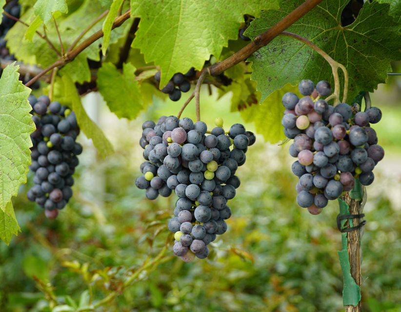 Benefits of Eating Black Grapes: What I Discovered from My Family's Home Remedy Book